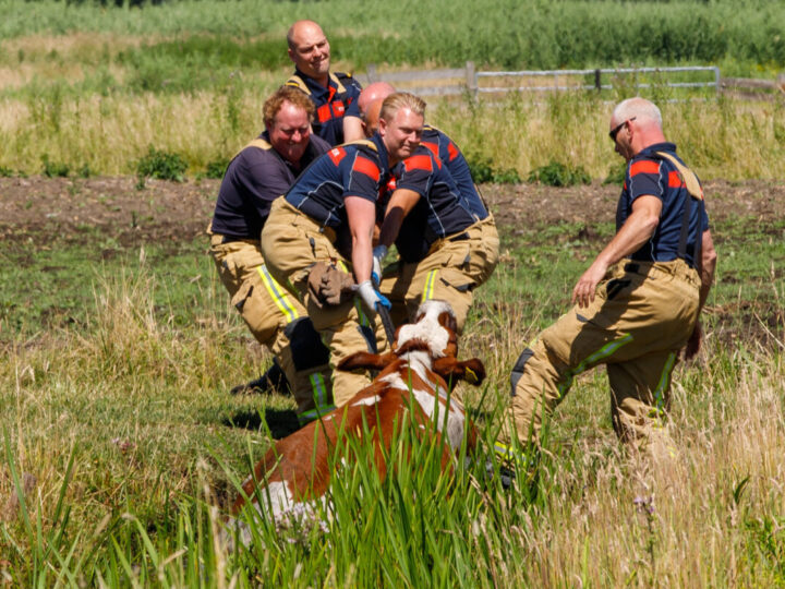 Brandweer haalt koe uit de sloot: Vlietweg Vlaardingen