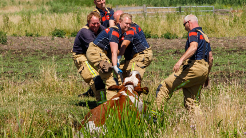 Brandweer haalt koe uit de sloot: Vlietweg Vlaardingen